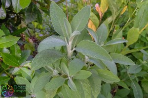 salvia_officinalis4.jpg_product